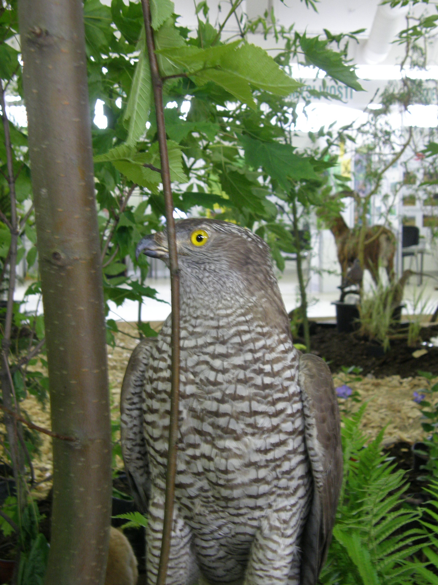 P5210009.JPG